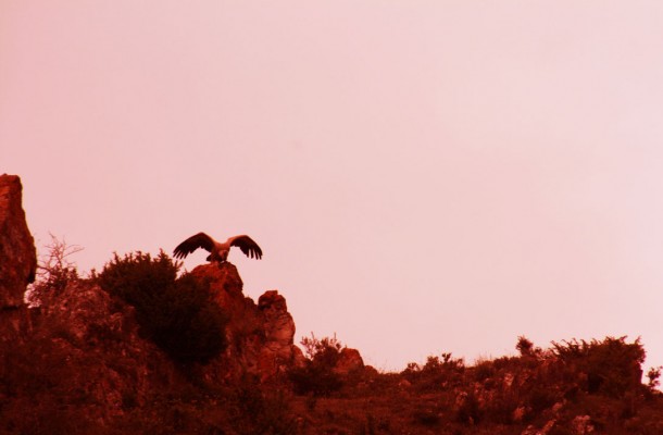 imagen mediana 2